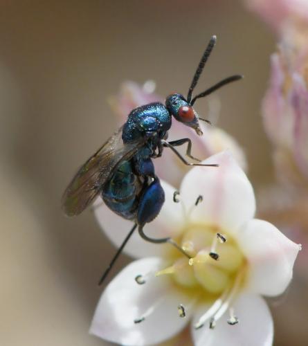 Réf. 284 180 : Chalcimerus borceai